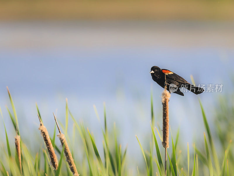 红翅黑鹂(Agelaius phoeniceus)